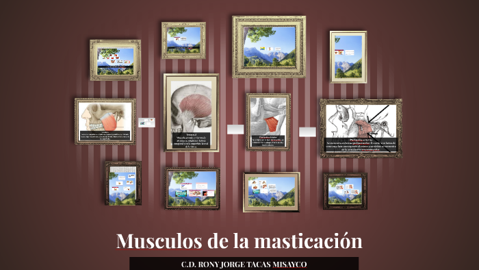 Musculos De La Masticacion By Rony Tacas Misayco