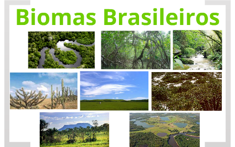 Biomas Brasileiros by Carolina Sawaya on Prezi