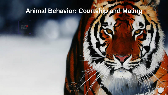 Animal Behavior: Courtship and mating by Suzy Adepoju on Prezi