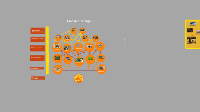 Serengeti food web and food chain by Soma Aref on Prezi Biology Diagrams