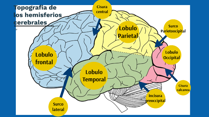 Topografia De Los Hemisferios Cerebrales By Maria Martinez
