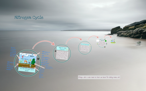 Nitrogen Cycle by Irene De Haan on Prezi
