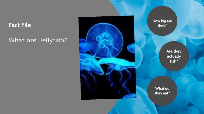 No Gills, No Problem! The Genius Of Jellyfish Respiration - ujkde58