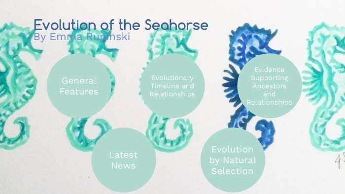 Seahorse Evolution by Emma Rupinski on Prezi