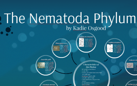 write a comprehensive essay on phylum nematoda