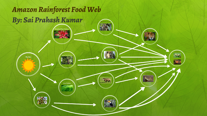Amazon Rainforest Food Web By Sai Prakash Kumar