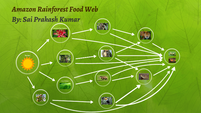 The Amazon Rainforest Food Web 4010