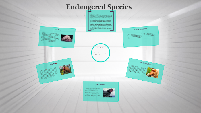 Endangered Species by Ali Palazzetti on Prezi
