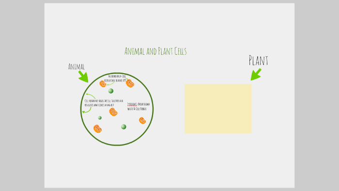 Animal and Plant Cells by Kathryn Martinez on Prezi