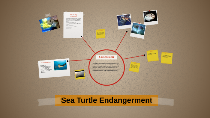 Sea Turtle Endangerment by Jennifer Taylor on Prezi