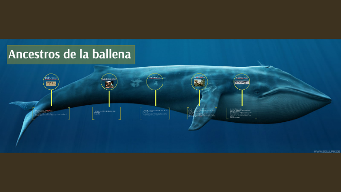 Ancestros de la ballena by erika elizabeth piña fernandez on Prezi