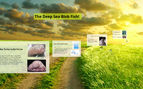 Deep-sea blobfish - PressReader