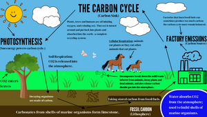 The Carbon Cycle by Sherlyn Hall on Prezi Design