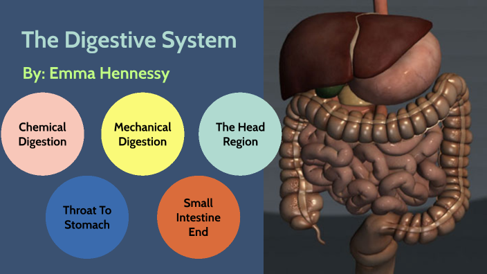 The Digestive System by Emma Hennessy on Prezi