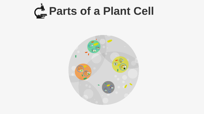 Parts of a Plant Cell by Kacie Nielsen on Prezi