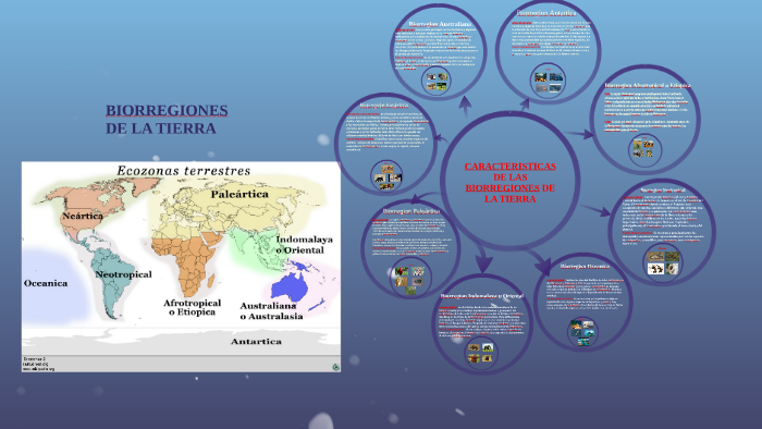 CARACTERISTICAS DE LAS BIORREGIONES DE LA TIERRA by Fernada Rojas on ...