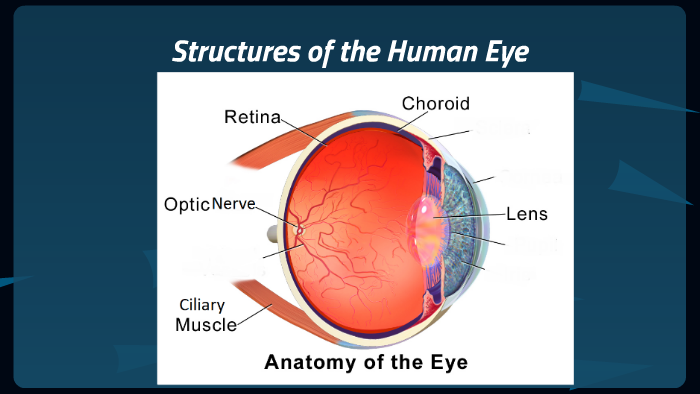 the understanding of the human eye by parsa khalili on Prezi