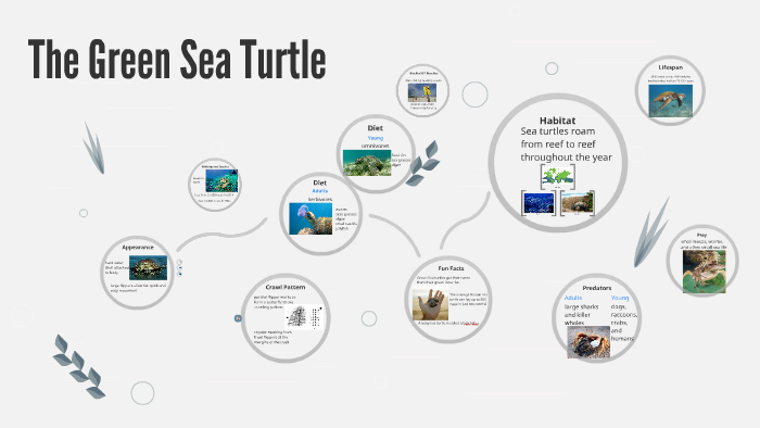 Green Sea Turtles by Emily M on Prezi