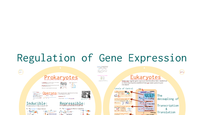 Unit 7 - Lesson 2: Regulation of Gene Expression by Allison Prol on Prezi