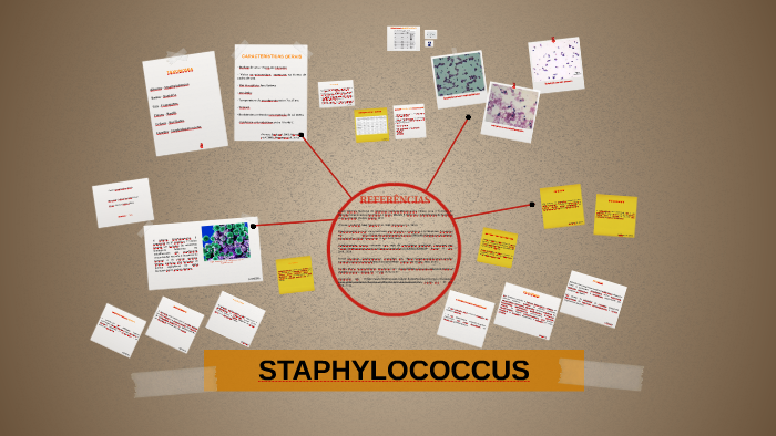 O gênero Staphylococcus pertence à família Micrococcae, como by Susana ...