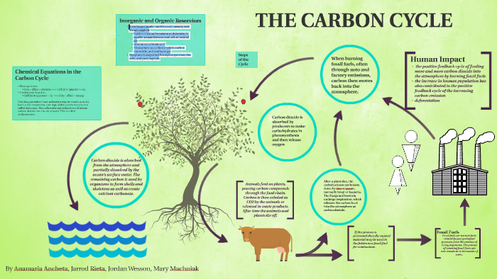 THE CARBON CYCLE by Mary Machniak on Prezi