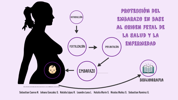 La ecografía doppler - inatal - El embarazo semana a semana