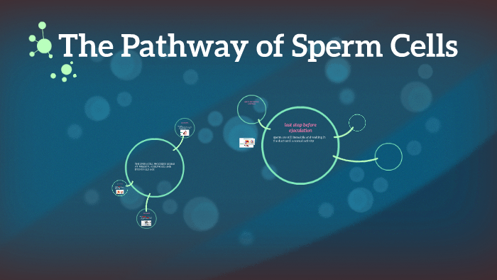 The Pathway Of Sperm Cells By Nurudeen Sayee On Prezi