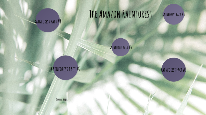 The Amazon Rainforest by Shayna White on Prezi