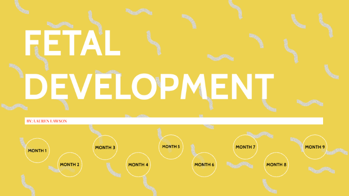 FETAL DEVELOPMENT by Lauren L on Prezi