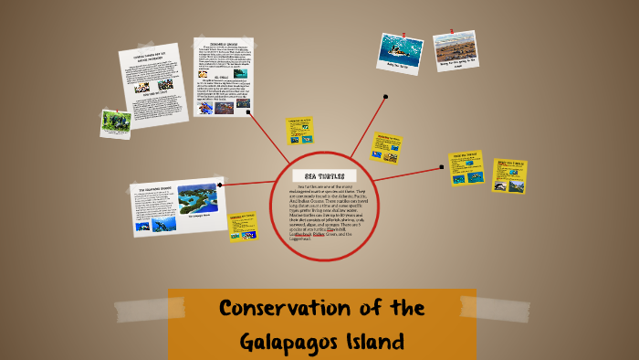 Sea Turtles by Ivy D on Prezi