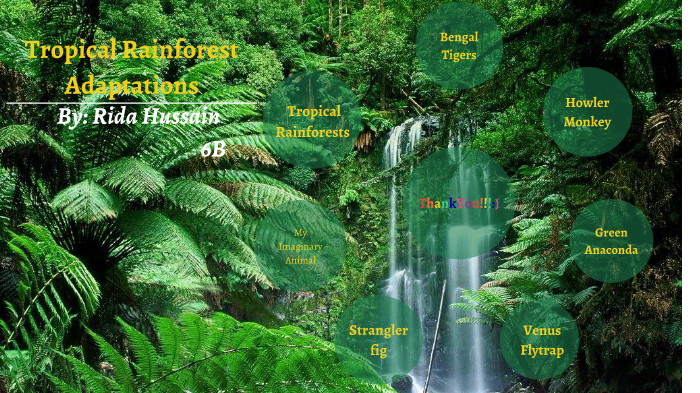 Rainforest Adaptation by Rida Hussain