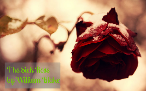 The Sick Rose by elaine wang on Prezi Next
