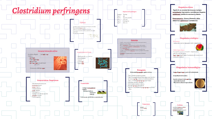 Clostridium perfringens by Maria Moran on Prezi