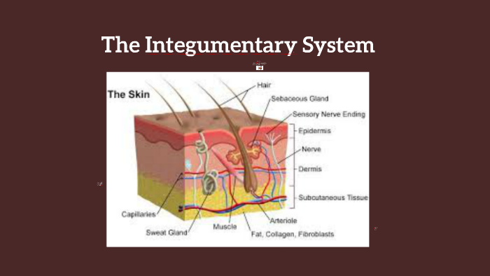 The Integumentary System by Aanya Iyer