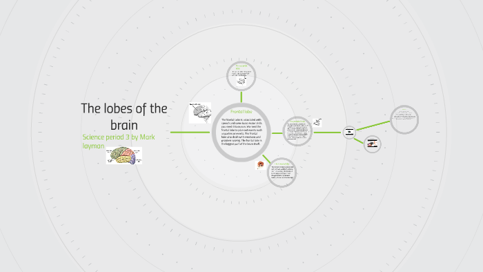 Parts of the brain by mark layman on Prezi