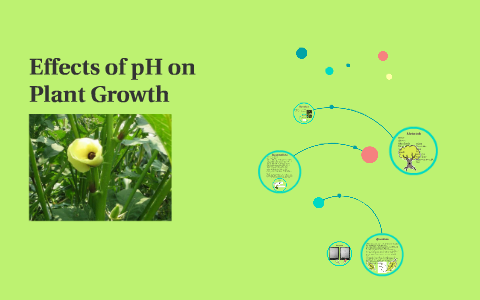 Effects Of Ph On Plant Growth By Elizabeth S On Prezi Effects Of Ph On Plant Growth By Elizabeth S On Prezi
