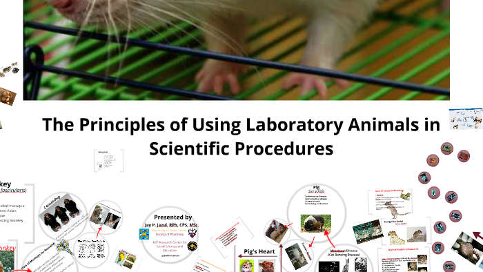 essay about laboratory animals