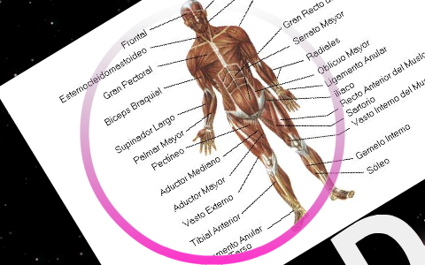 SISTEMA MUSCULATORIO by Tatiana Castillo on Prezi