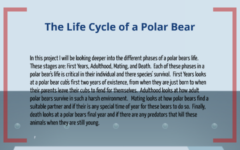 The Life Cycle Of A Polar Bear By Fraser Hopewell