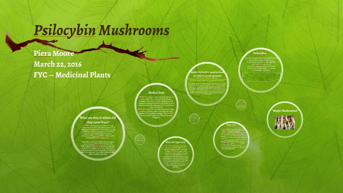 Psilocybin Mushrooms By On Prezi