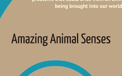 Amazing Animal Senses by Caitlin Bawden