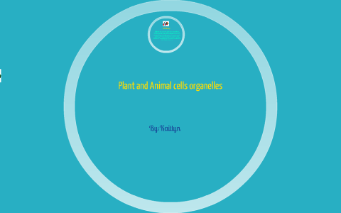 Plant and Animal Cell Organelles by Kaitlyn Hernandez on Prezi