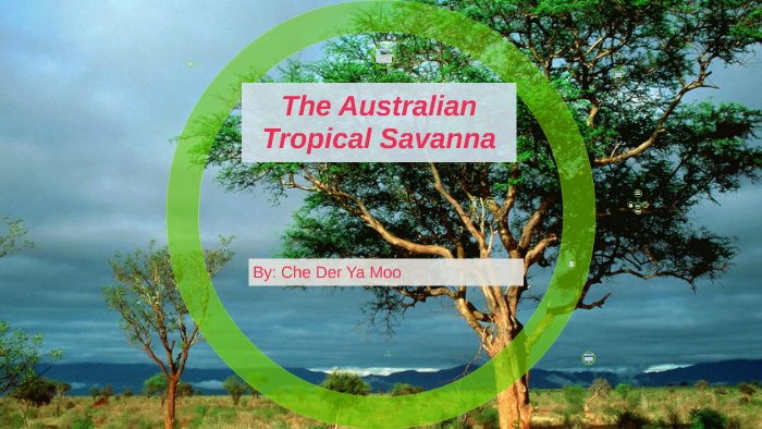 The tropical savanna by Che ya moo