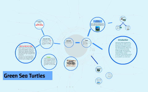 Green Sea Turtles by Abby Whitley on Prezi