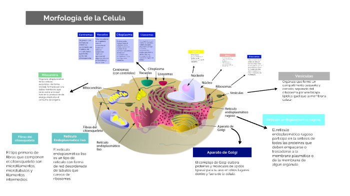 La celula 