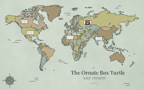 The Ornate Box Turtle by Caitlin-Hayley Miller on Prezi