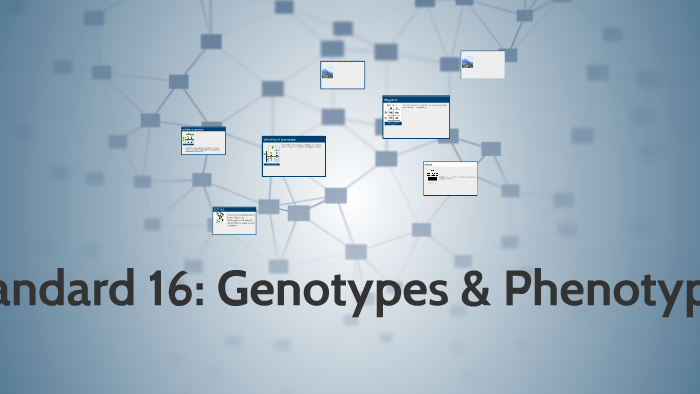 Standard 16: Genotypes & Phenotypes by yalexia cardenas