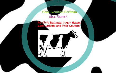 Cattle Evolution Portfolio by Logan Harger on Prezi