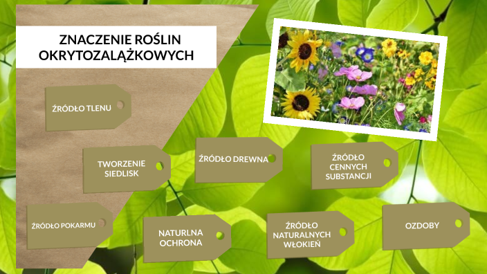 Pytania Na Sprawdzian Z Roślin Okrytozalążkowych prezi.com