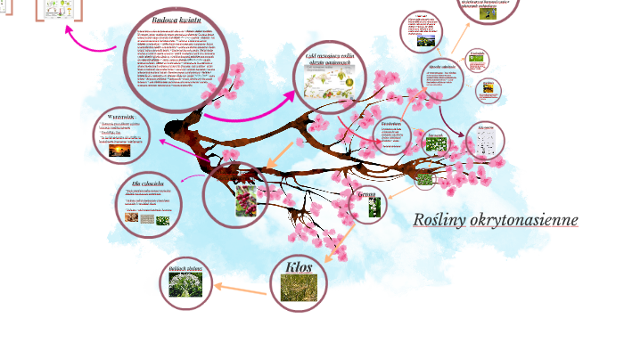 Cykl Rozwojowy Okrytonasiennych Rośliny okrytonasienne by Wiktoria Królikowska on Prezi